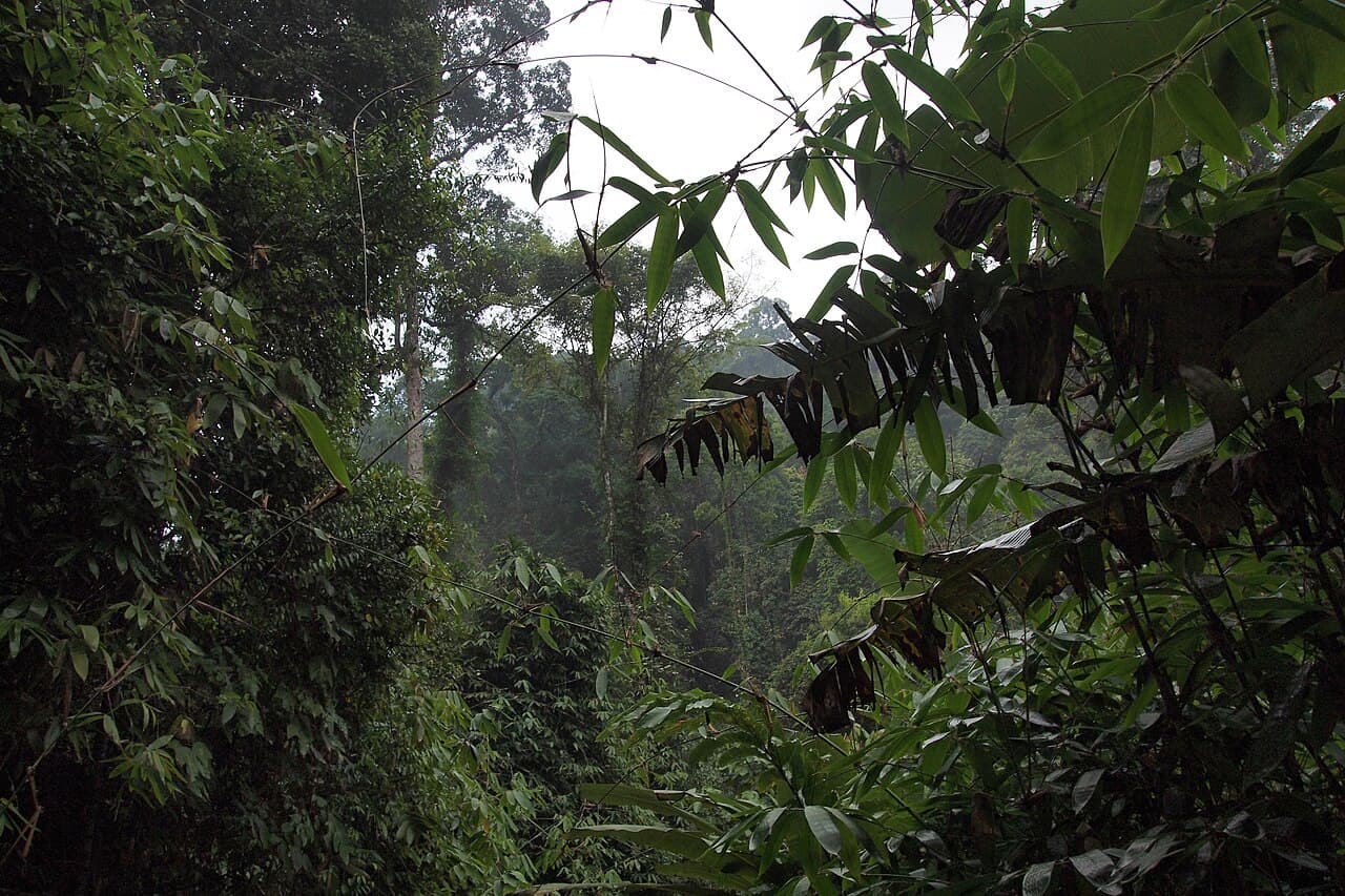 Rainforest at Khao Lak (a similar place; the ATV track itself is not shown)