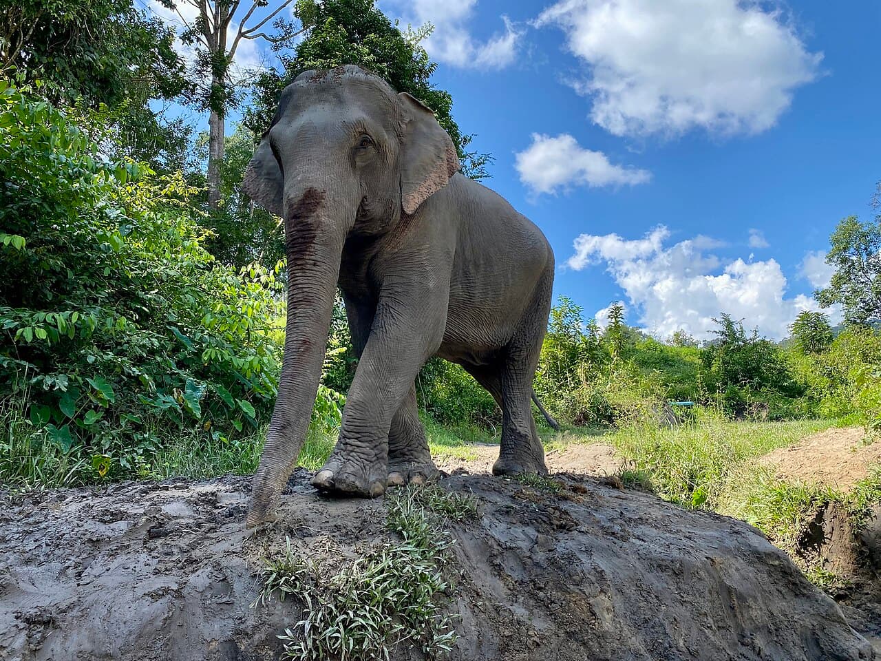 An elephant at Mae Wang, Chiang Mai (a similar place, not the Khao Lak camp)