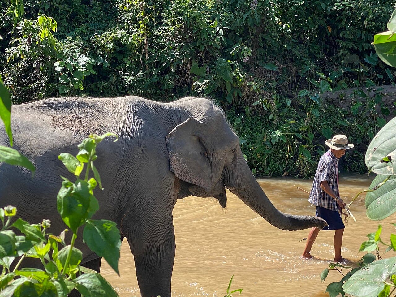 An elephant and its keeper at a sanctuary near Mae Wang, Chiang Mai (a similar place, not the Phang Nga park)