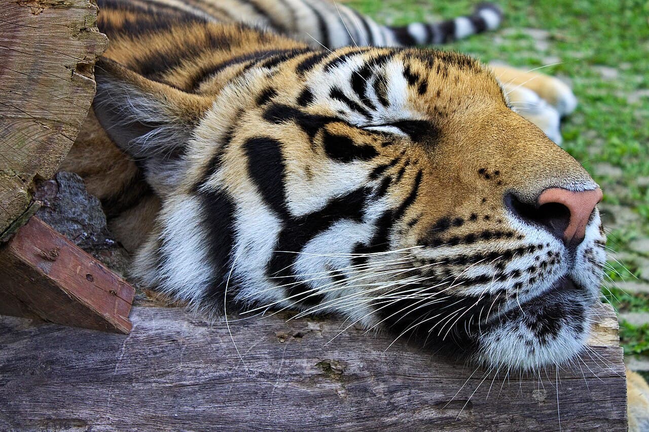 A tiger at Tiger Kingdom, Kathu, Phuket