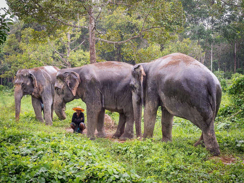 Elephants at a sanctuary in Pa Khlok, Phuket