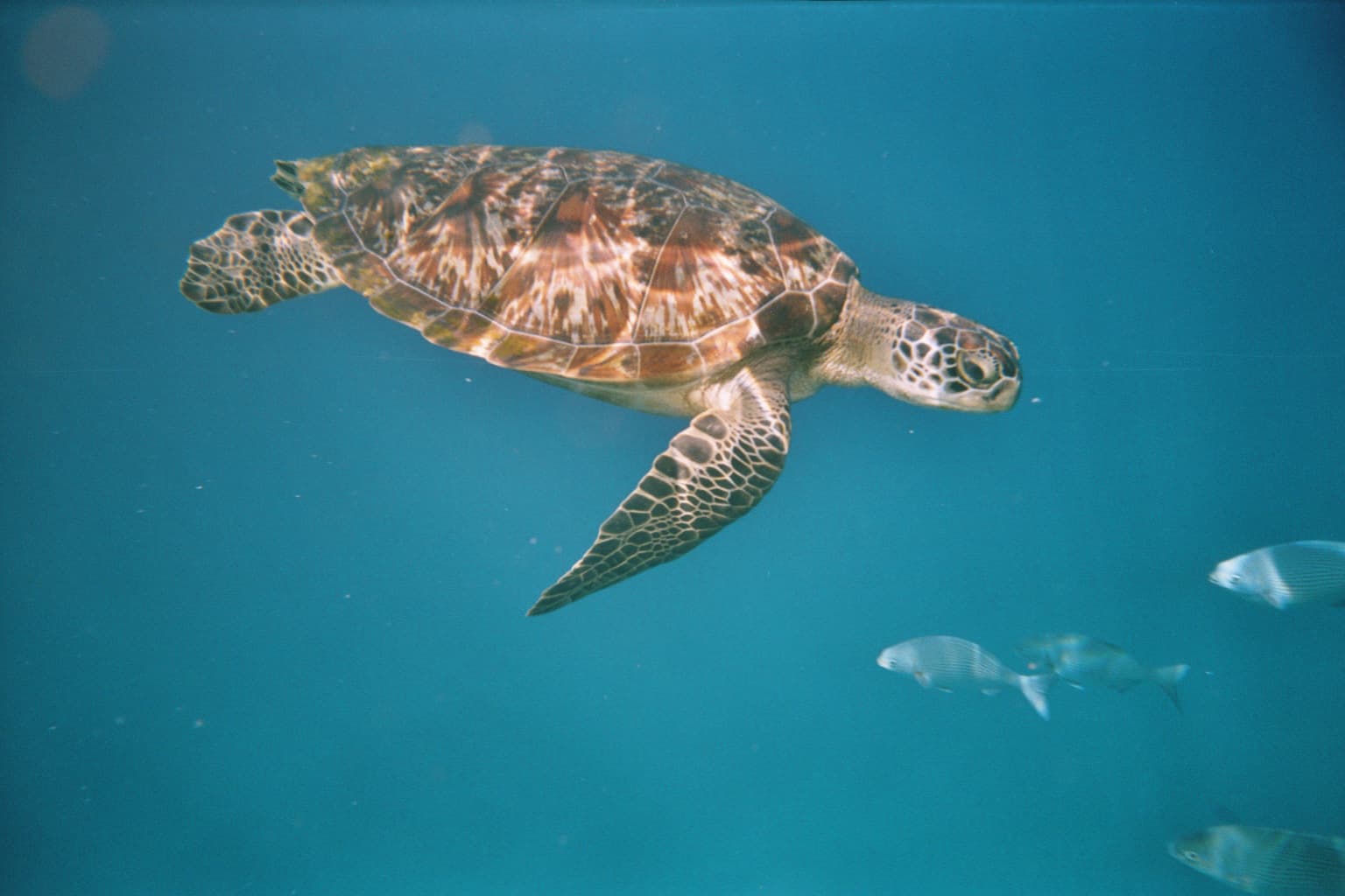 A green sea turtle in the Andaman Sea (a similar sight, not the turtle centre)