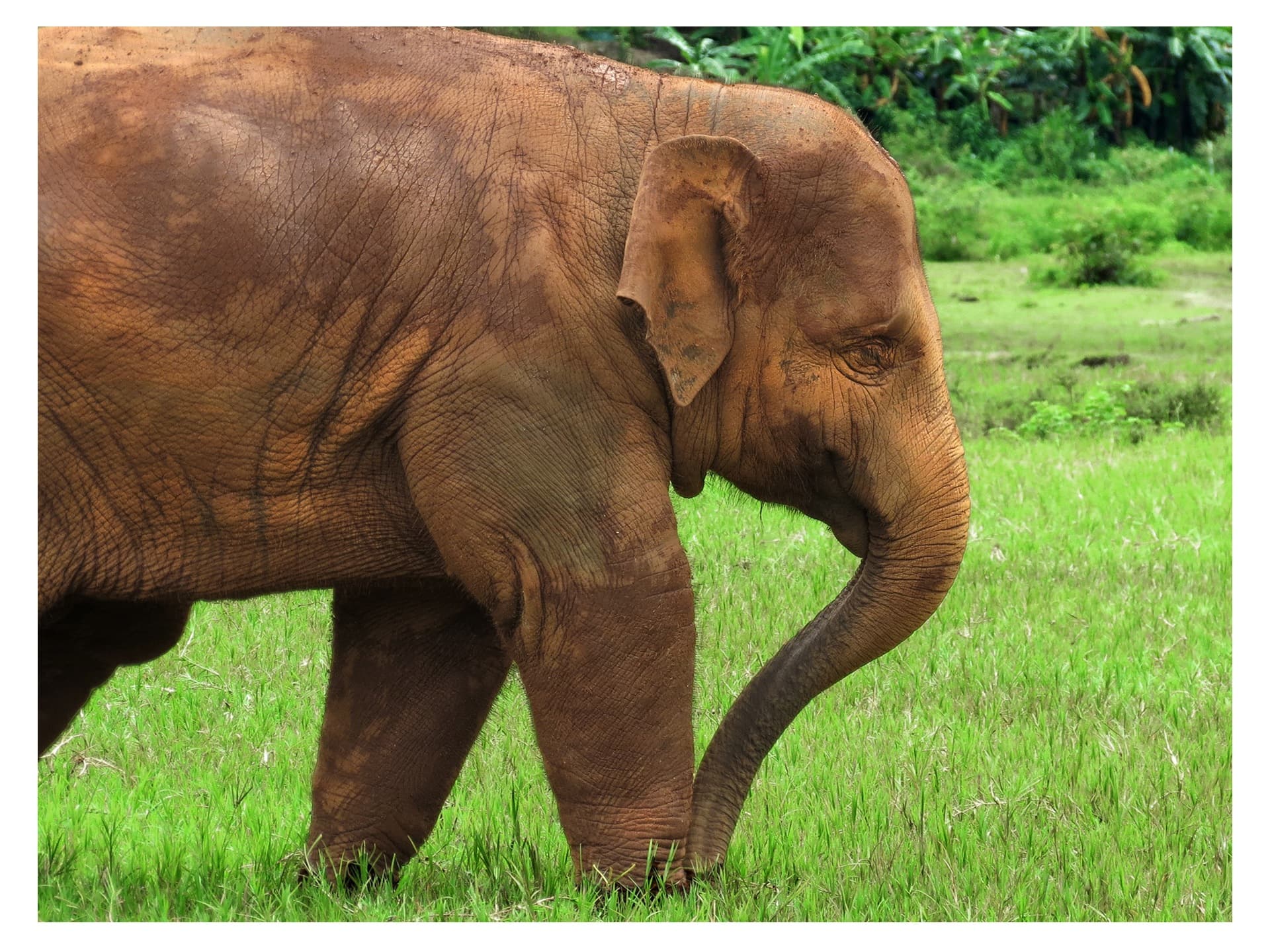 An elephant at Elephant Nature Park, Chiang Mai (a similar place, not the Phang Nga park)
