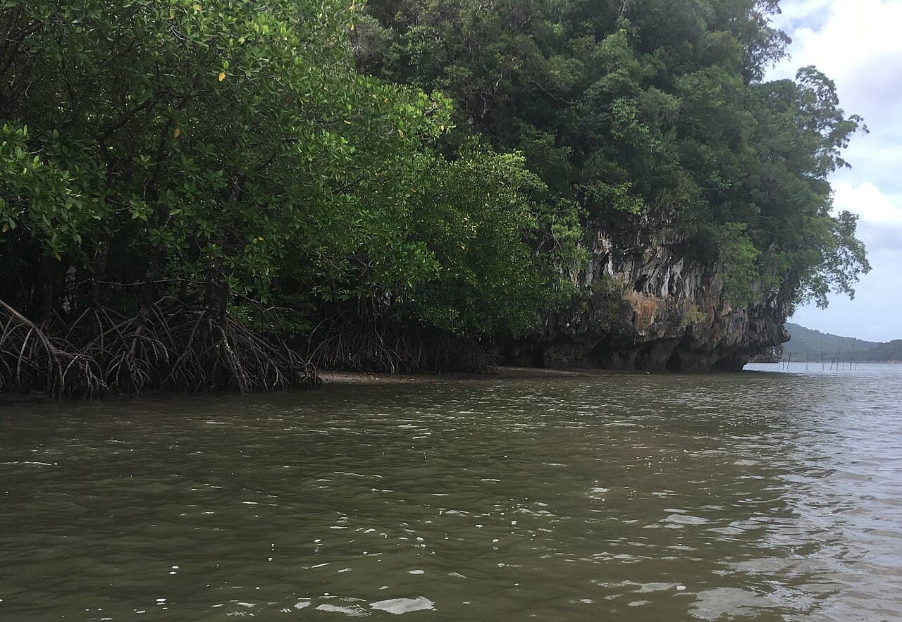 Mangroves at Ao Thalane, Krabi (a similar place, not Hong Island)