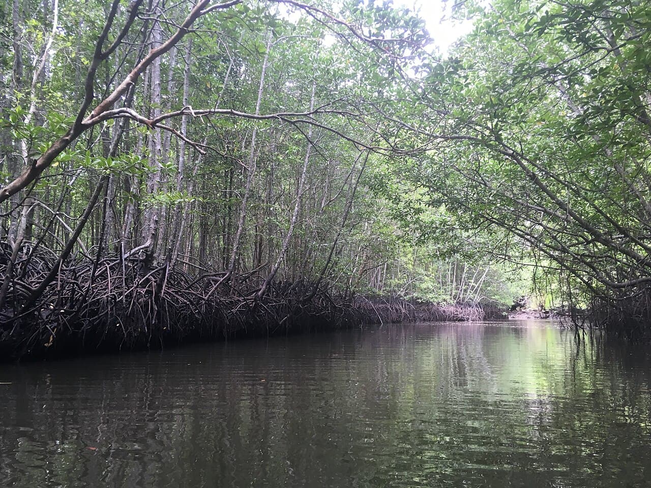 A mangrove channel at Ao Thalane, Krabi (a similar place, not Little Amazon)