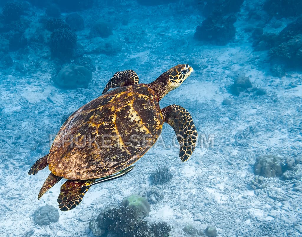 A sea turtle in the Andaman Sea off the Surin Islands (a similar sight, not the conservation centre)