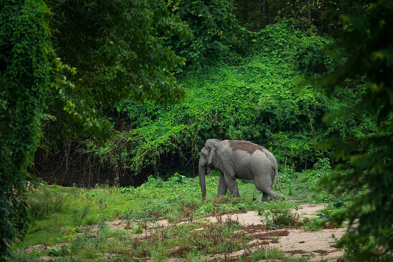 A wild Asian elephant at Huai Kha Khaeng, western Thailand (a similar sight, not the sanctuary)