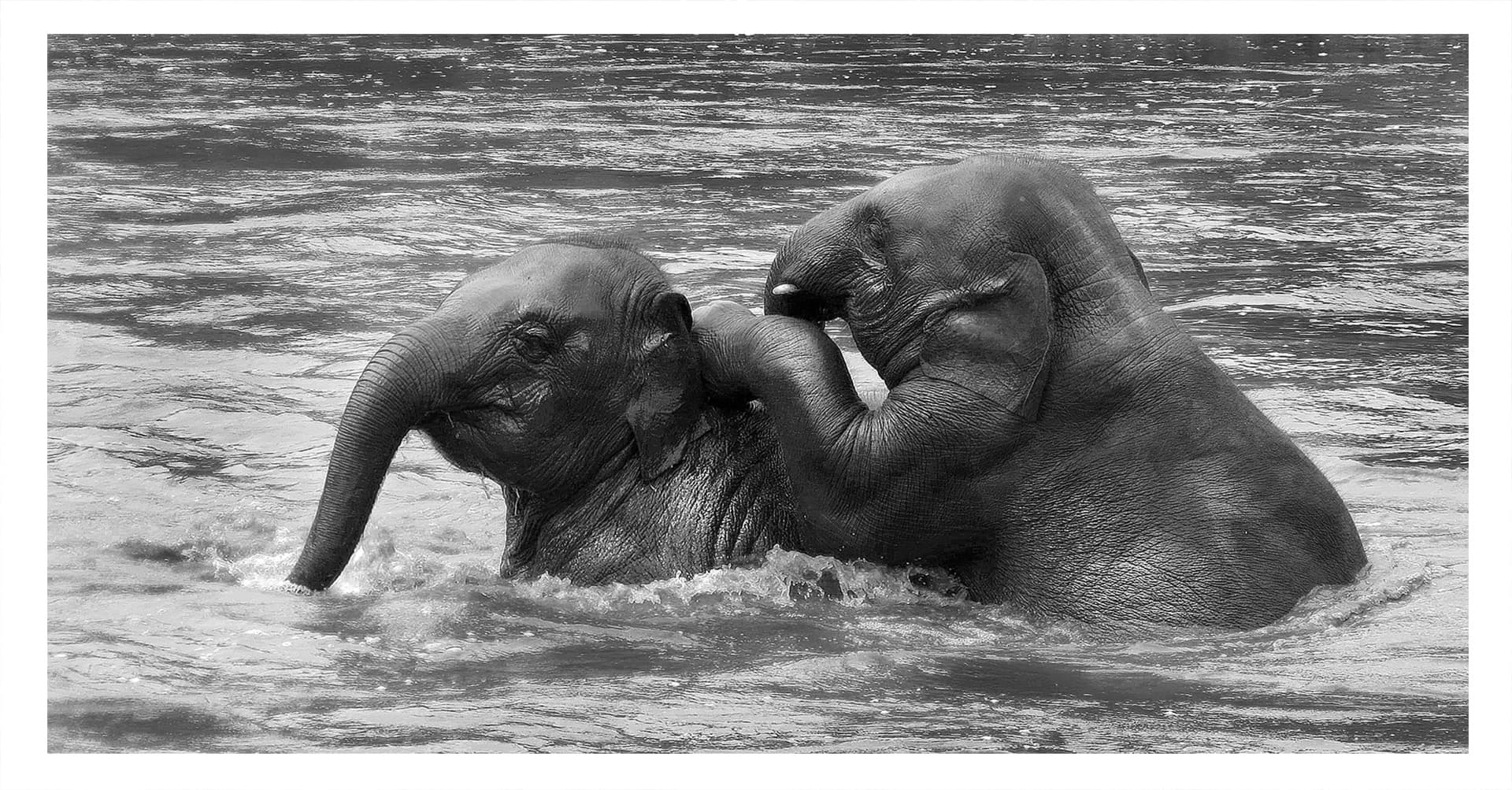 Young elephants at Elephant Nature Park, Chiang Mai (a similar place, not the Phang Nga park)