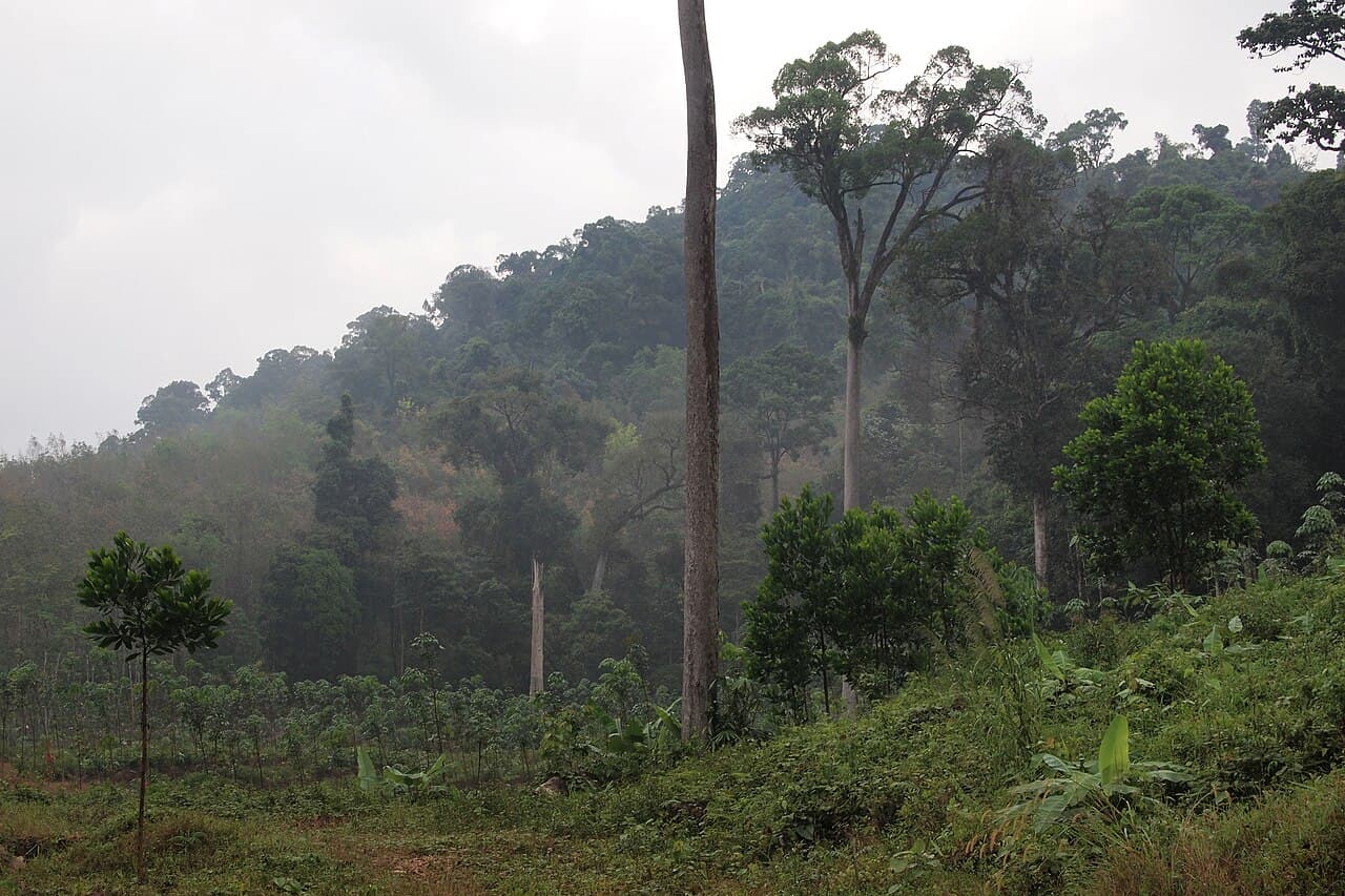 Rainforest in Khao Lak–Lam Ru National Park (a similar place; the ATV track itself is not shown)